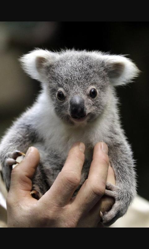 Pauu Aya Un Bebe Koala Pour La Merveilleuse Maman Koala Joelle G9 Joyeux Anniversaire 3 Http T Co Etachtepyg Twitter