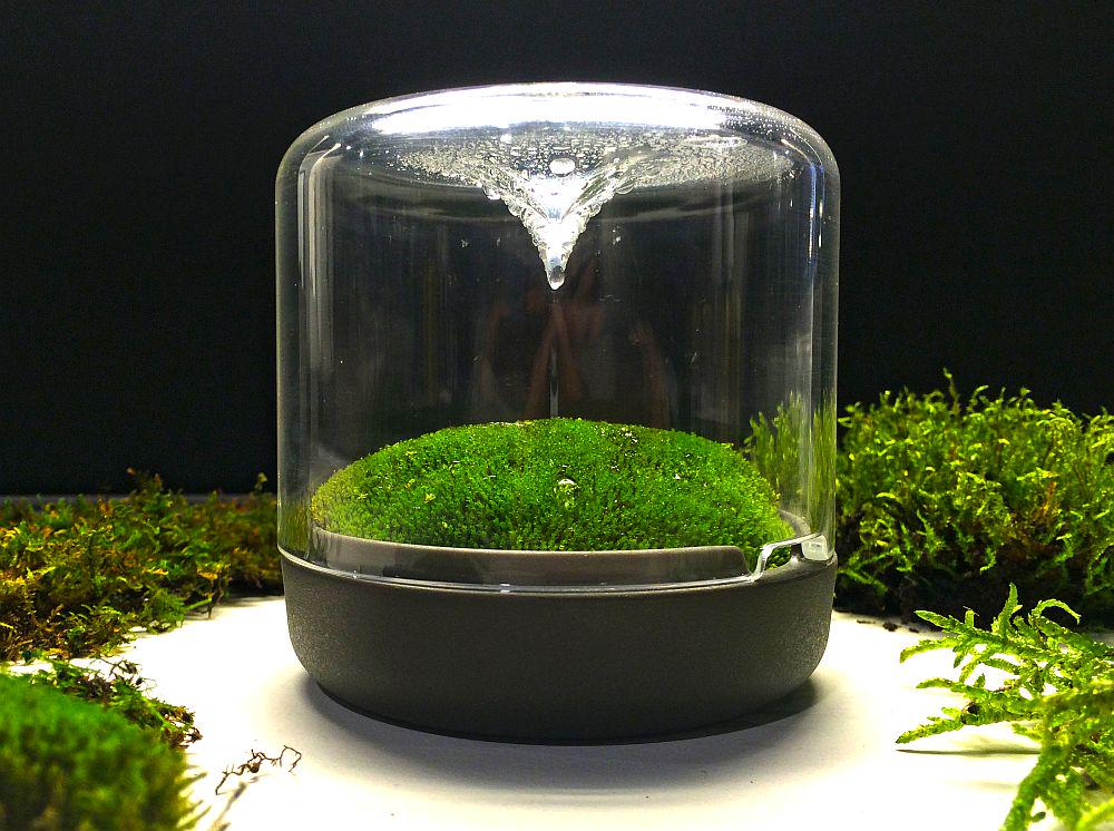 alex_ion's tweet image. . @decoist @SherryNothingam Stylish mossarium brings the charm of rain-forest indoors