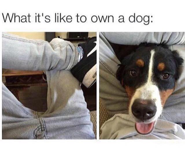 guff's tweet photo. Dog owners can relate http://t.co/8XOeM9bVKx