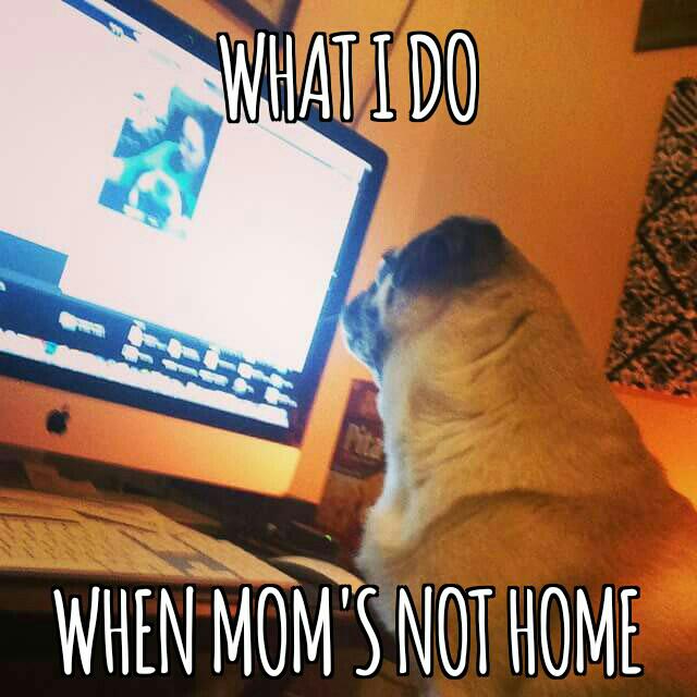 GuardthePug's tweet photo. While mom is at work. #selfie  #tweeting #facebooking #onthecomputer #puglife http://t.co/bddTskQrGS