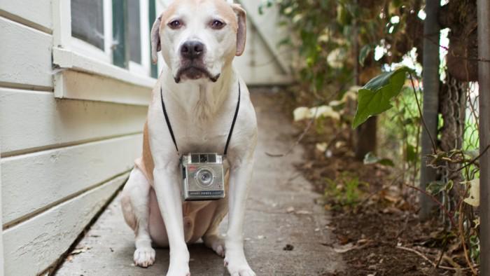 iHeartMomoPhoto's tweet photo. The 8 Best Dog Photo Booth Photos of All Time
#doglovers 
#photography 
https://t.co/O8h7IlqJ6v http://t.co/uBgScGKrnZ