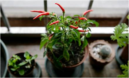 LotusDawn's tweet photo. Easy Vegetables &amp; Herbs to Grow Indoors! http://t.co/K43gIrzMIO #IndoorGardening http://t.co/ipl1doU2AE