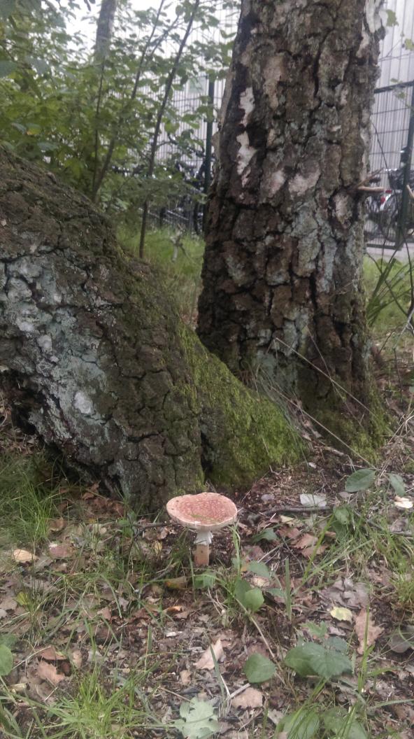 BartvanLeerdam's tweet photo. 21 september: herfst @phvught http://t.co/HD008zC3Qu