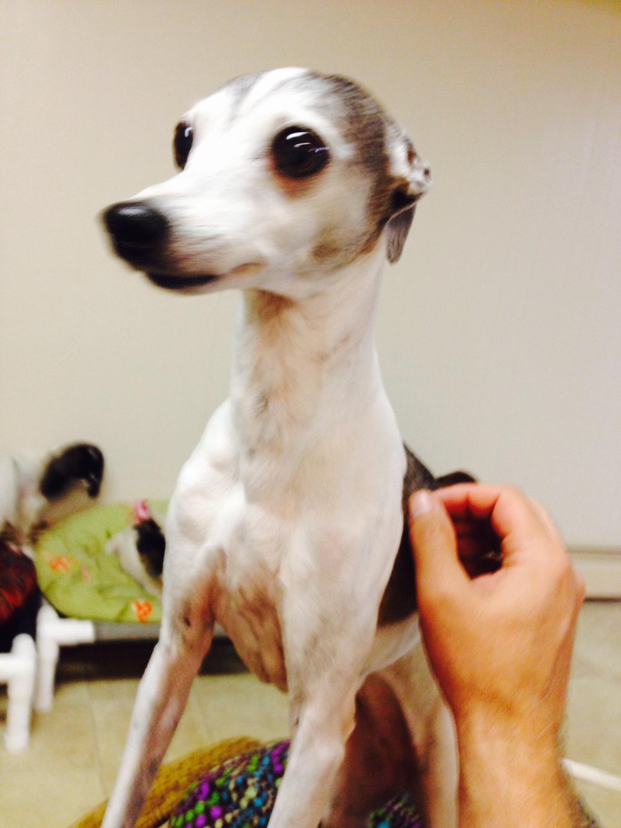Club_Pooche's tweet photo. Peanut wishing you all a Happy Monday.
http://t.co/02CnmHbLrm
#HoCoMD #HoCoDogs http://t.co/RvDEuR56zo