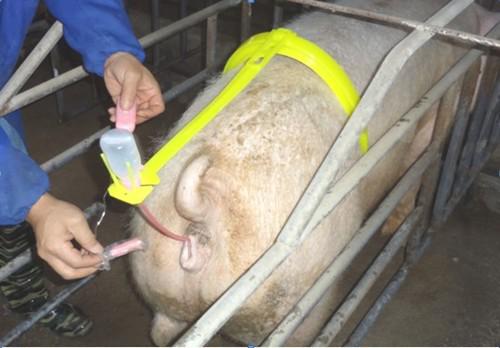 #piggate .<a href="/David_Cameron/">David Cameron</a> this is how to do it properly