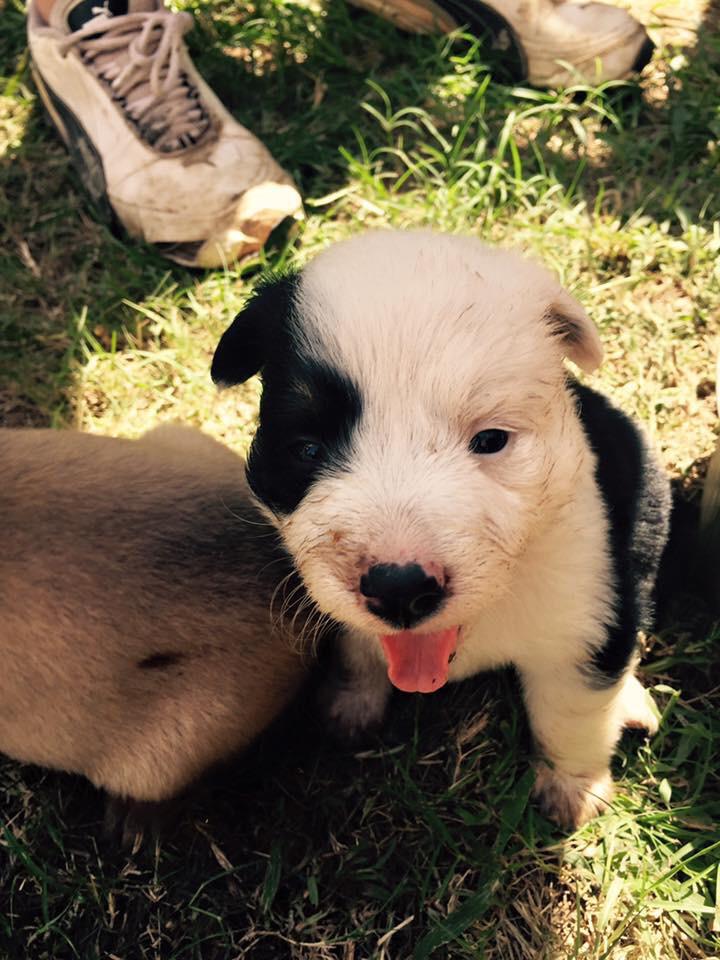 LeahNorman37's tweet photo. FREE PUPPY to good home. 7 weeks old. We have 7 of them. 2 males and 5 females. If you want more info inbox me!! http://t.co/JnBFxEuRiq