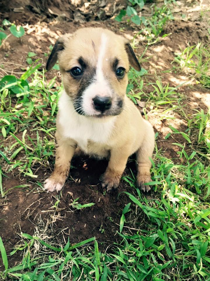 LeahNorman37's tweet photo. FREE PUPPY to good home. 7 weeks old. We have 7 of them. 2 males and 5 females. If you want more info inbox me!! http://t.co/JnBFxEuRiq