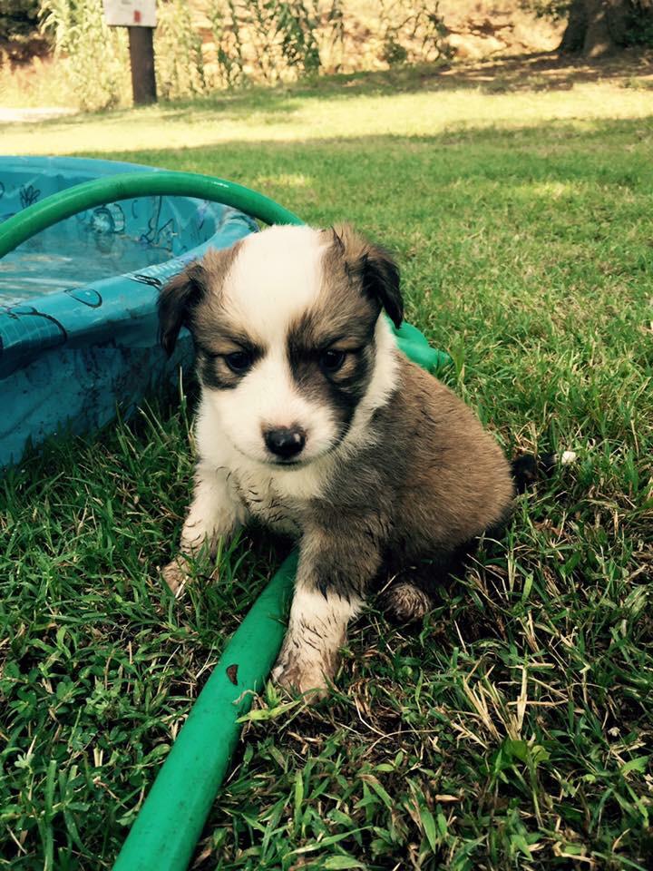 LeahNorman37's tweet photo. FREE PUPPY to good home. 7 weeks old. We have 7 of them. 2 males and 5 females. If you want more info inbox me!! http://t.co/JnBFxEuRiq