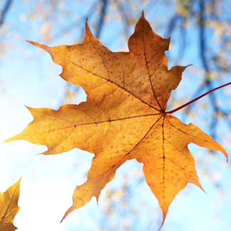Geniet van de herfst in het noorden van Texel! Boek nu uw herfst vakantie! demuy.nl