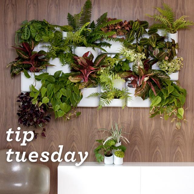 Plants improve home air quality - adding houseplants is a great way to reduce indoor air pollution. #TipTuesday