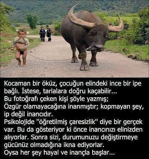 mrtgkc06's tweet photo. Öğretilmiş çaresizlik... http://t.co/cwZAAzkjl3