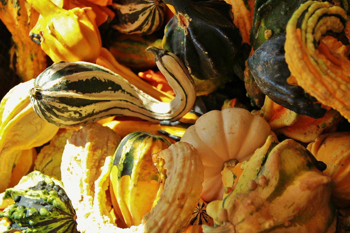 NatGeoFood's tweet image. The season of orange gourds is upon us, but they have a purpose beyond the jack o'lantern 
on.natgeo.com/1gH5GuY