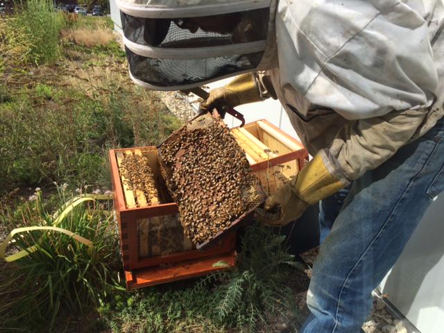 harvard_sustain's tweet photo. #HBeeS Honey tasting tomorrow @HarvardHBS, 3:30-5pm http://t.co/IublfPhVHm @BestBees http://t.co/tlf1m24ZVQ
