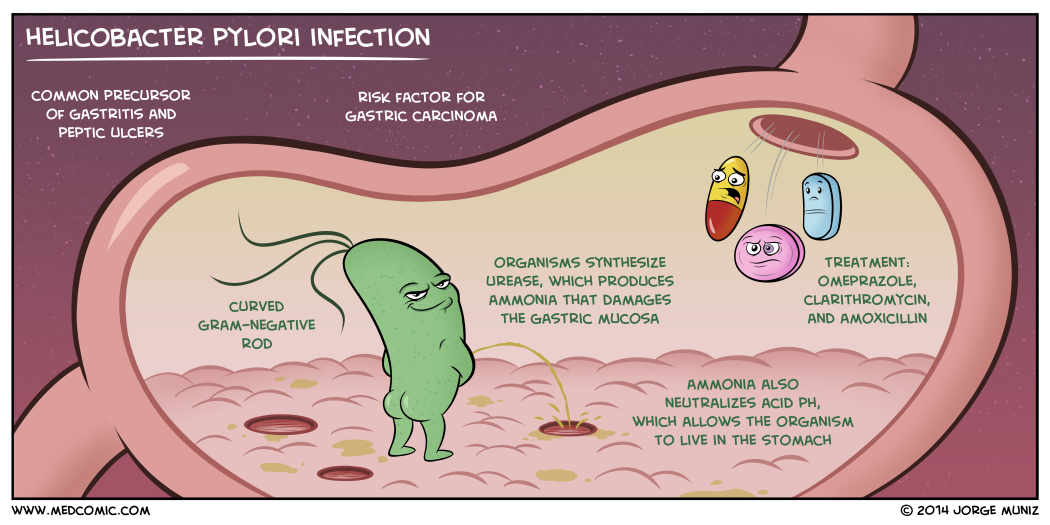 Medcomic On Twitter H Pylori Infection Meded Foamed Http T