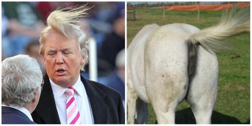 TypicalTahdig's tweet photo. Who wore it better? #AskTrump http://t.co/cPlzM5qiAq