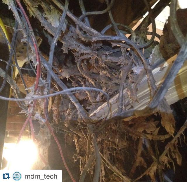 SupplyStreamAV's tweet image. Happy Monday! Be happy - you could have to clean this up. via @mdm_tech #electrical #avlife #electricalfail