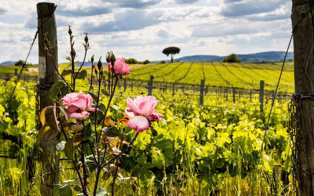 CortonaDoc's tweet photo. "Gente del Vino" Azienda Villa Loggio Winery #cortonadoc #cortona #wine #vino #Toscana  https://t.co/6g88q4Bh8v … http://t.co/APVuVD65Js