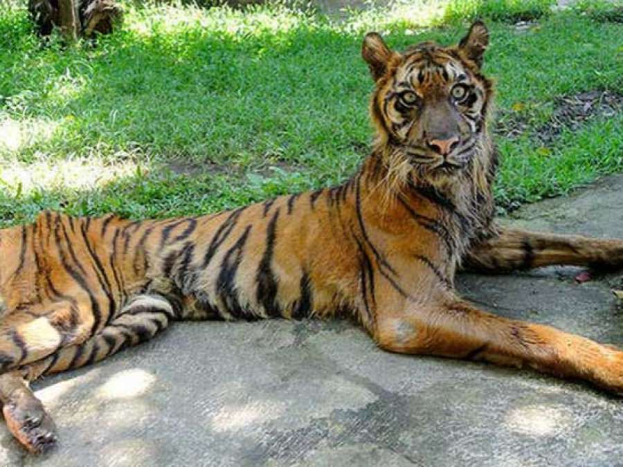 antena3com's tweet photo. Piden el cierre del conocido como 'zoológico de la muerte' en Indonesia http://t.co/AIWG6X8tw4 http://t.co/kKMZBZnrQT