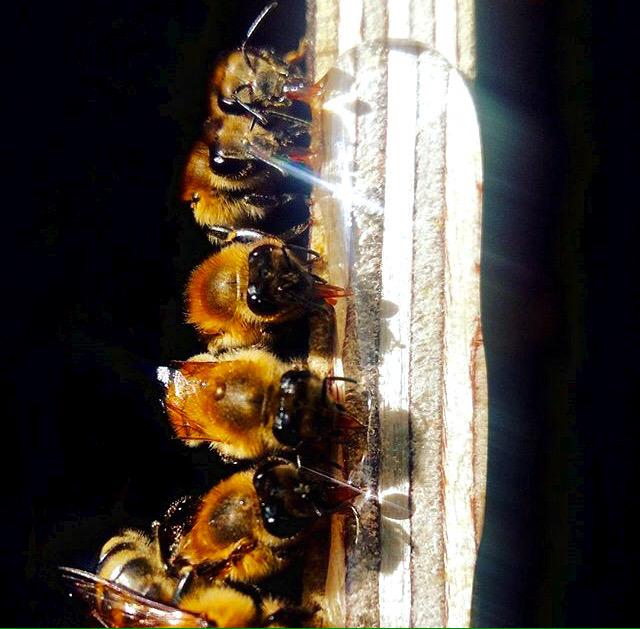 Bišu māte dienā izdēj līdz pat 1500 jaunu oliņu! Whoop whoop!