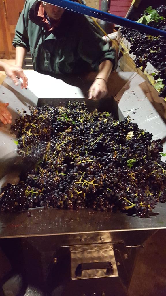 Vineyard View tweet media
