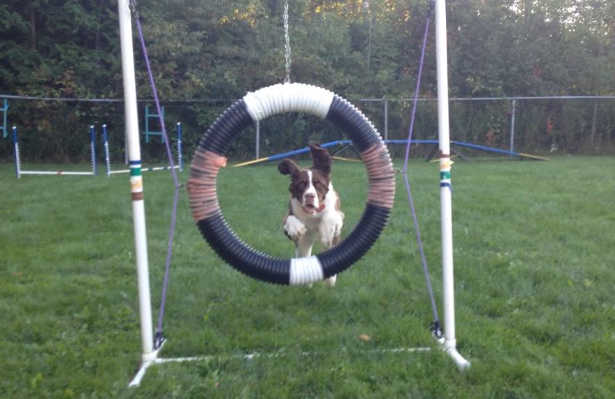 FitDogBlog's tweet image. Practising our agility skillz. #agilitydog #dogsoftwitter