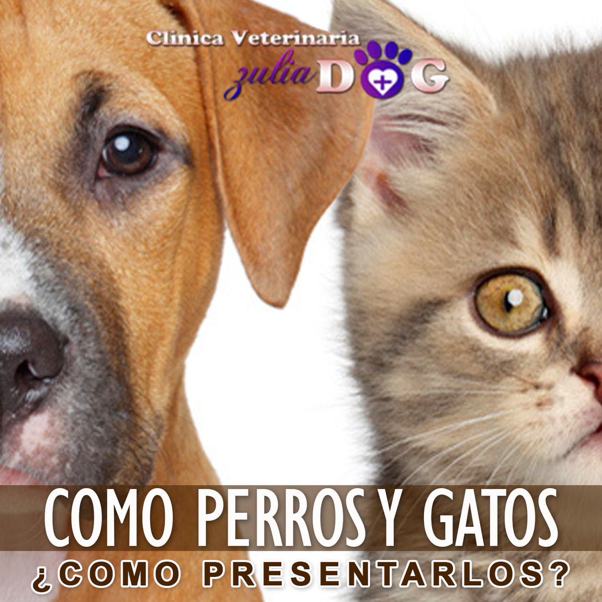 ZuliaDog's tweet image. Como Perros y Gatos...
¿Como presentar a un perro y un gato por primera vez?
ow.ly/SuNwD