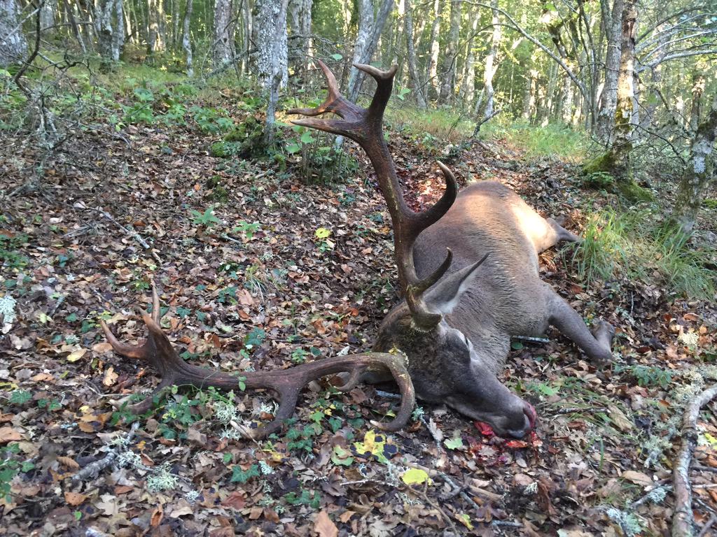 Este viejo ciervo ya cumplió su ciclo. Impresionante hayedo de la montaña Palentina