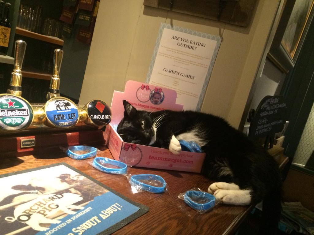 Mally The Ex Pub Cat tweet media