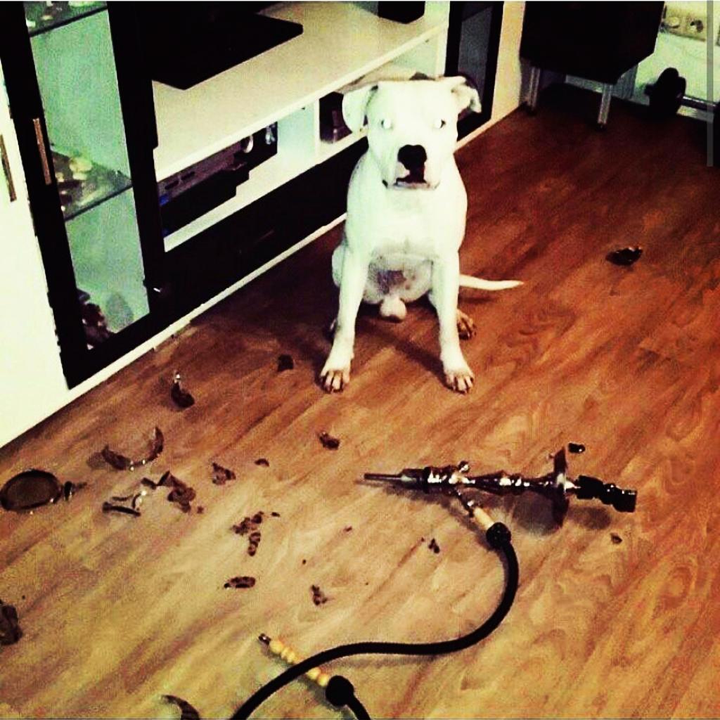 BengalaSpain's tweet photo. Ehh,,,quien habrà sido?😁😁🐶🐶 #cachimba #shisha #hookah http://t.co/xrcfKmSXng