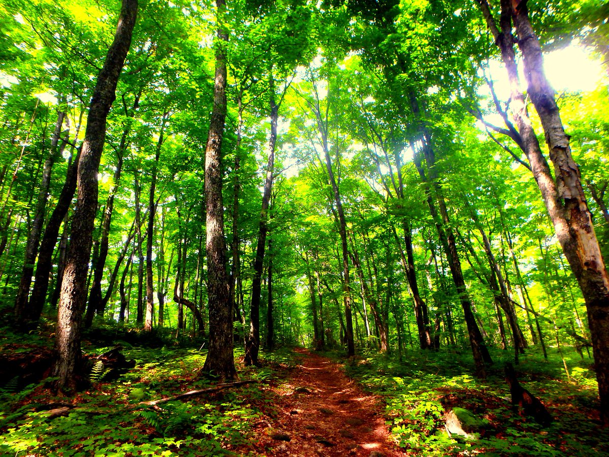 MeaghKent's tweet photo. Happy National Forests Week! Get out and explore the lovely outdoors! Photo taken in @PancakeBayPP @OntarioParks http://t.co/R8LPjTVdWW