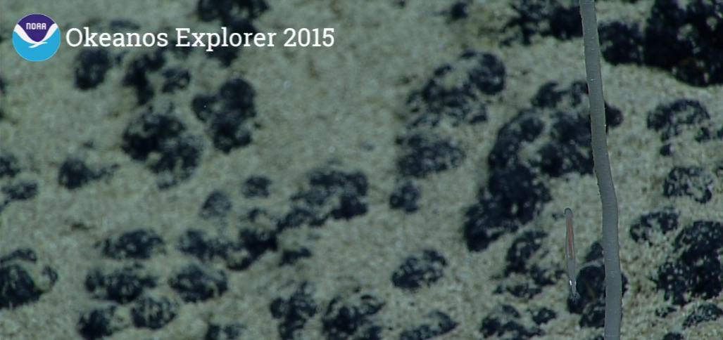 echinoblog's tweet photo. Here's something you don't see very often a chaetognath #arrowworm hanging on a thread to this stalk #Okeanos 2066m http://t.co/zAsjrycVgV