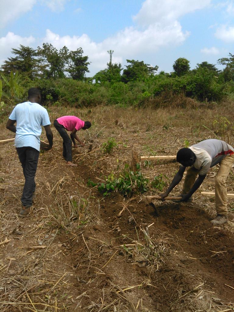 Barcampkumasi's tweet photo. Volunteers working @ #agromindset farm in Soko, Kumasi. The future is bright for the youth in Agriculture #NVDay15.

http://t.co/lZdnXg0f6m