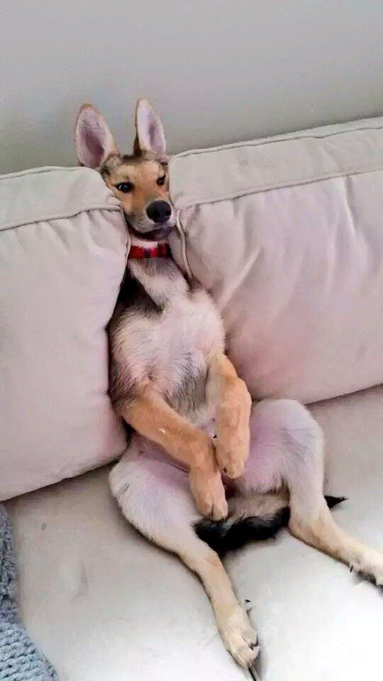 We don't have the heart to tell him that he's not a Kangaroo.