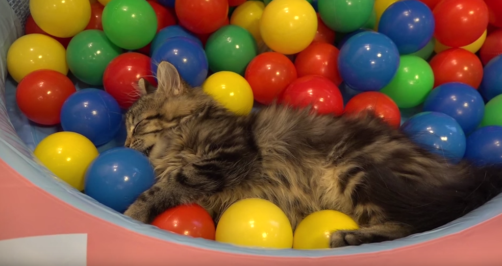 YouTube's tweet image. Happy Monday! Here are a bunch of cats playing with colorful balls. goo.gl/PUJq17