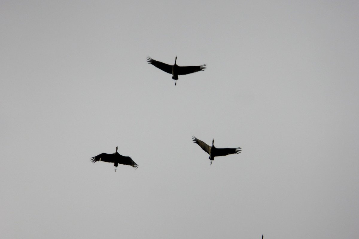 BrooksCamp's tweet photo. Sandhill cranes &amp; many other birds are migrating through the area. http://t.co/5g5qJtGtwD