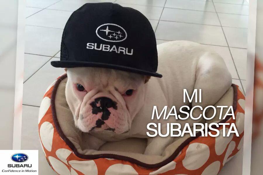 inMerchperu's tweet image. Gracias #subaru por confiar en nosotros. Gorra personalizada con logo bordado. #inmerch #gorra #merchandising