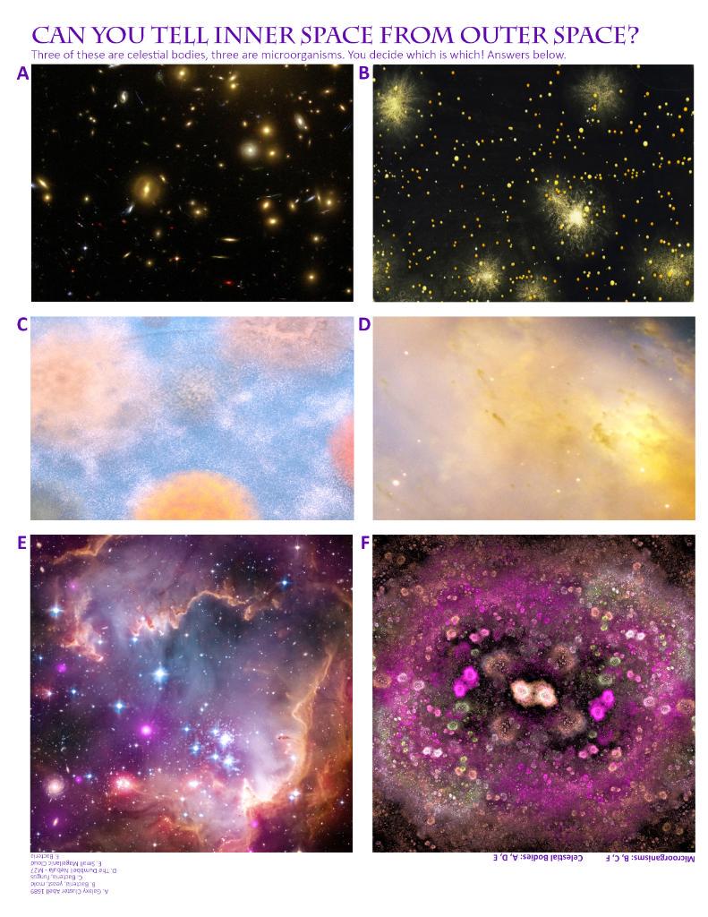 NASA's tweet photo. Bugs in space? Don’t worry, it’s a good thing! See why @ISS_Research studies microbes in space http://t.co/fe8jEAvM6m http://t.co/009lIYz5hV
