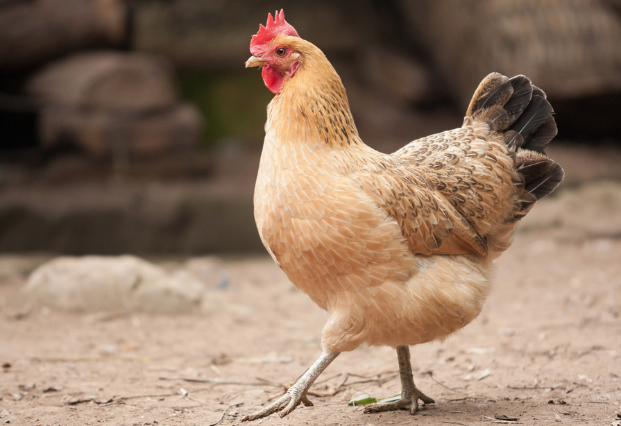 Chickens help farm production by eating insects, removing weeds and even fertilizing crops. hefr.in/1j3UVEP