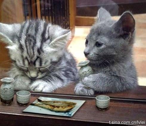 かわいい動物画像 Policyvmeyfpmpd Twitter かわいい動物画像 Policyvmeyfpmpd Twitter
