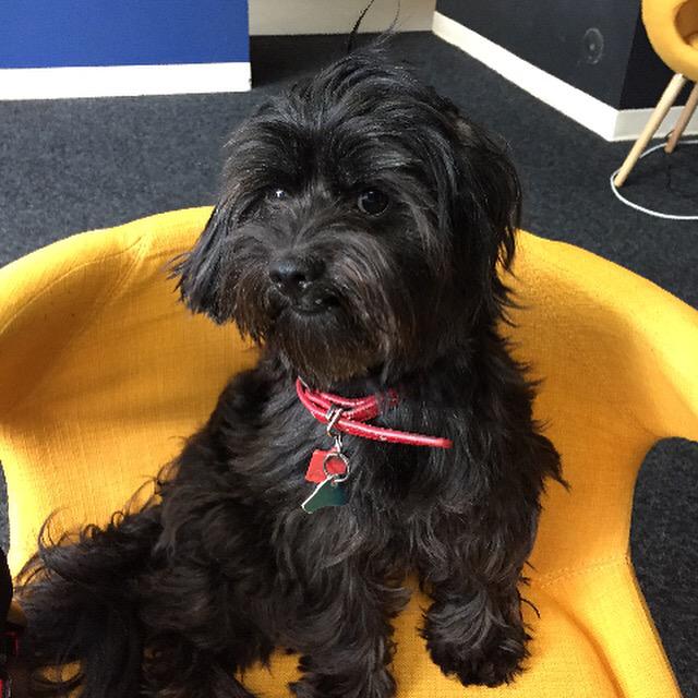 RoomsyDog's tweet photo. I just turned 3! This is my "I'm so mature" pose. #birthday #startup #startuplife #officelife #SanFrancisco http://t.co/3lvgArSMtR