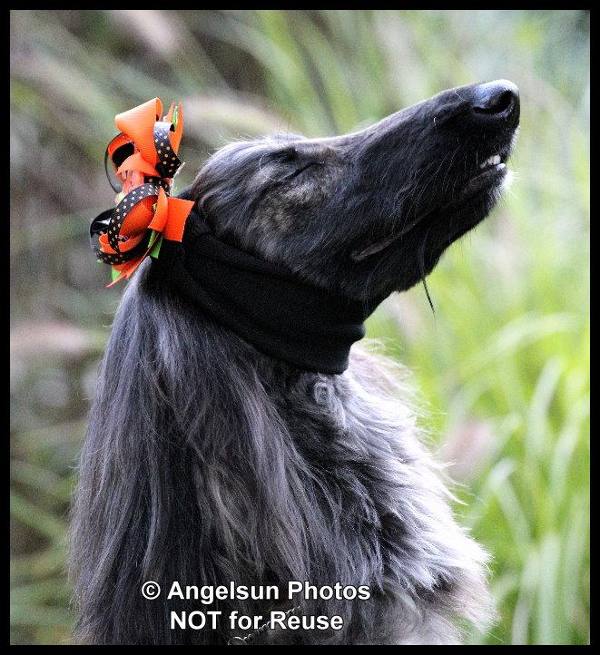 angelsunawares's tweet photo. Oh I WUFFS Trick or Treat!  I do, I do, I DO! #trickortreat #afghanhound #dogsoftwitter #dogs #dogslife #treatplease http://t.co/X58nz7UYIP