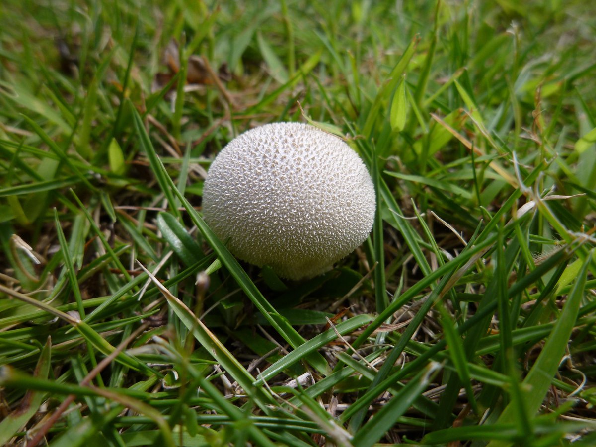 青木 信 Twitterren 庭の芝生から生えてきたきのこ ヒメホコリタケ 小型 球形 Http T Co M8ulpmc9gi