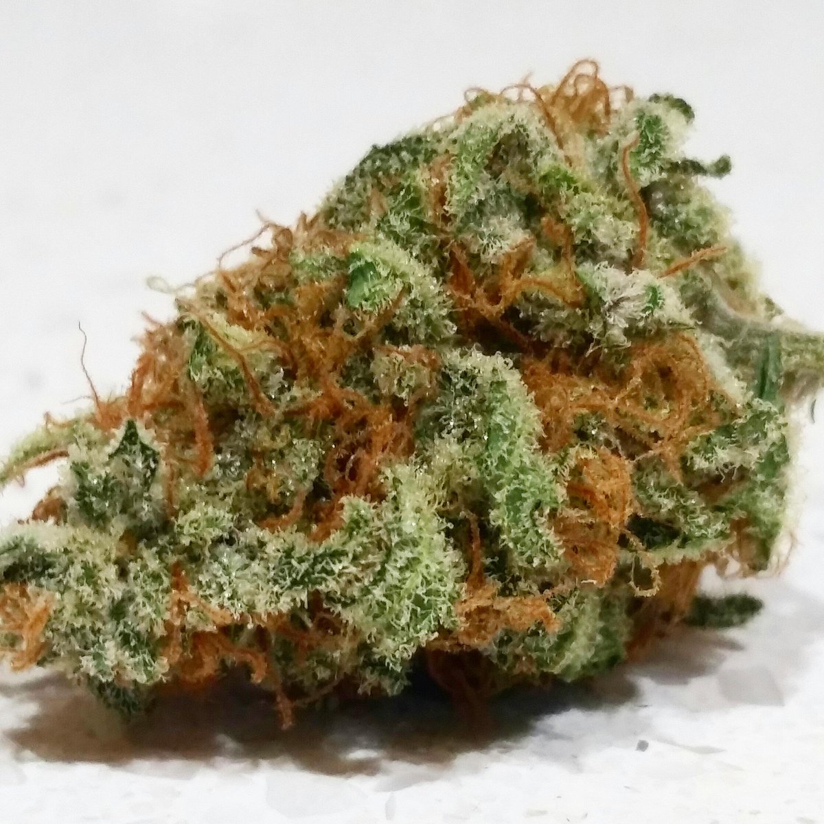 Elev8 Seeds on Twitter: "This sour patch kiss bud is going to be ...