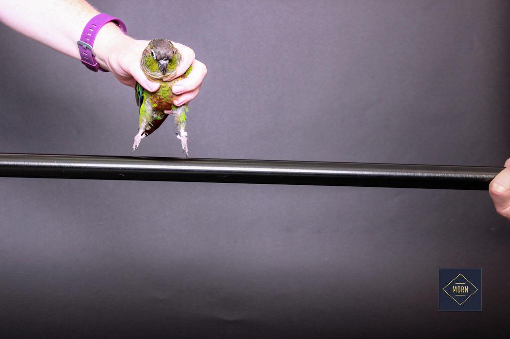 THECrazeeVickee's tweet image. This diva was done lol #parrotsrock #ottawaphotobooth #MDRN