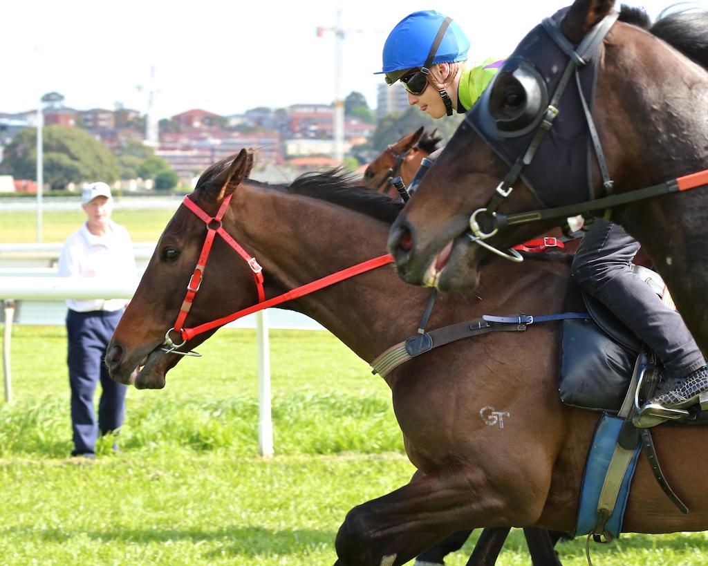 GaiWaterhouse1's tweet photo. Cyrus Rocks has come through his trial well, #JoshParr's best of the AM. Re-trials 2nd OCT before programmed to run http://t.co/TVPxCu4iw5