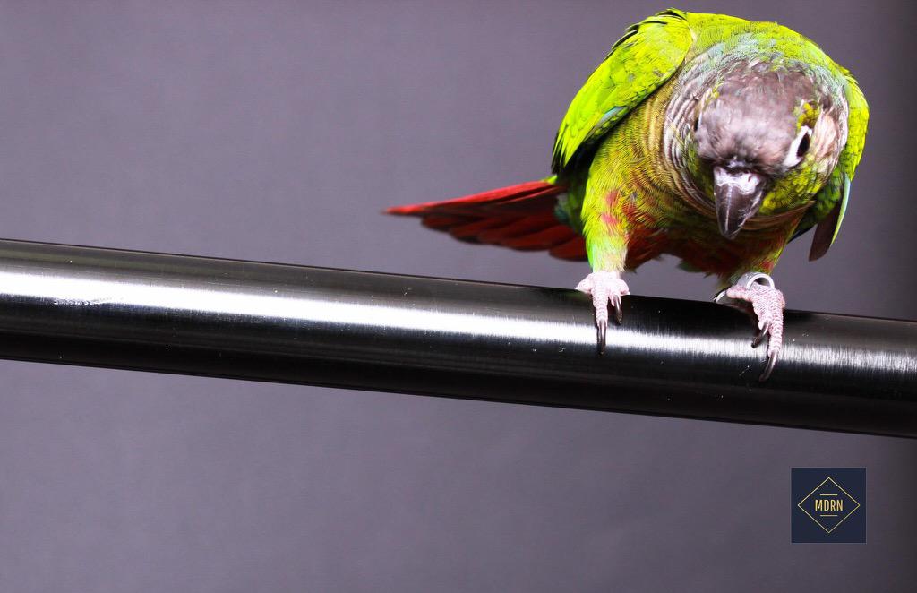 THECrazeeVickee's tweet image. Chalina and her stunning colours #ottawaphotobooth #MDRN #parrotsrock