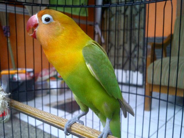 mr_clouddd's tweet photo. #hobby #satria #lovebird #pasjo http://t.co/Yper5zcyDa