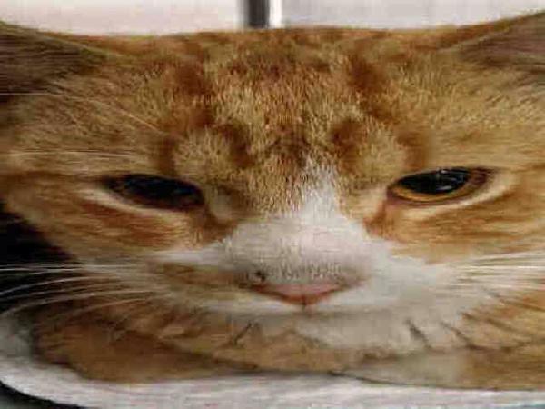 WildeOscarCat's tweet photo. CHARMING RELAXED LAPCAT IVAN A FRIENDLY BEGINNER! #ADOPT #FOSTER IVAN FROM #NYC ACC DEATH! http://t.co/Hnj5RhcNgC http://t.co/qKXuVjYKn8