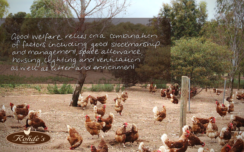 RohdesFreeRange's tweet photo. A shout out to the #RSPCA for all of your support! #QuoteOfTheDay http://t.co/WBm4knkKeo