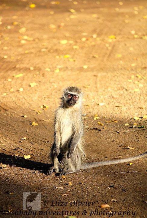 Elize0801's tweet photo. Monkey business in Letaba staff village #knp #wildography #monkeydata #howtostartaday #Wildlife #WildlifeSouthAfrica http://t.co/V27JzDlpww